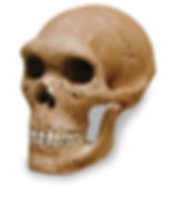 NEANDERTAL SKULL