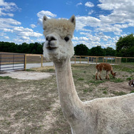 animals 3.jpeg
