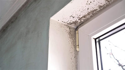 mold mitigation.jpeg