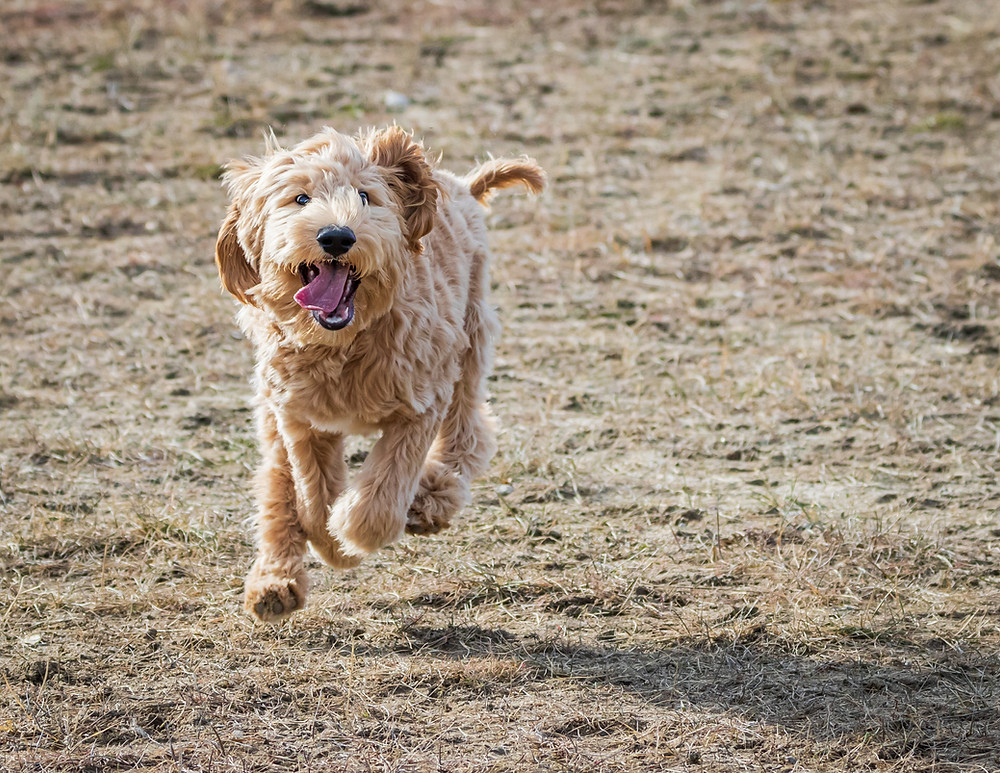 Australian Labradoodle Running | Happy Australian Labradoodle
