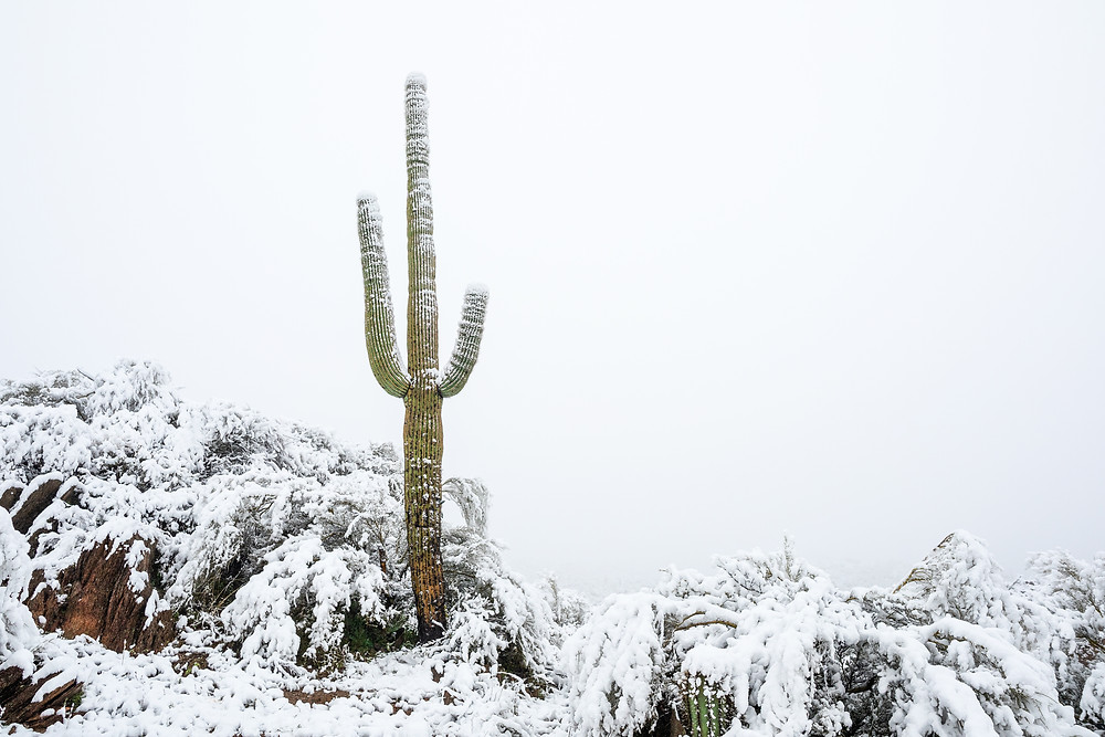 Cactus in the frost