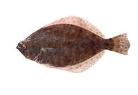 Southern Flounder.jpeg