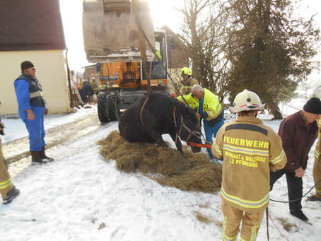 TIERISCHER NOTFALL