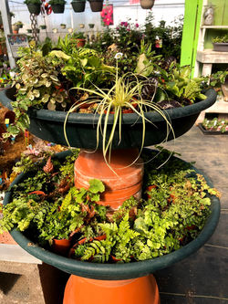 Fairy Garden plants