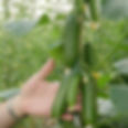 Party Time Cucumber