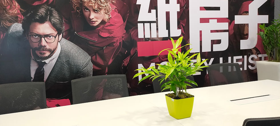 DRACAENA SURCULOSA(Japanese Bamboo)