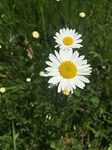 daisy.jpeg