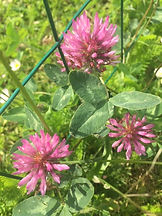 red clover.jpeg