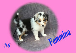 ALABAMA-SaddleBlanket