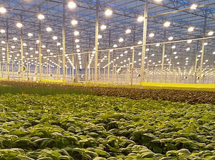 https _blogs-images.forbes.com_maggiemcg