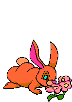 bunny