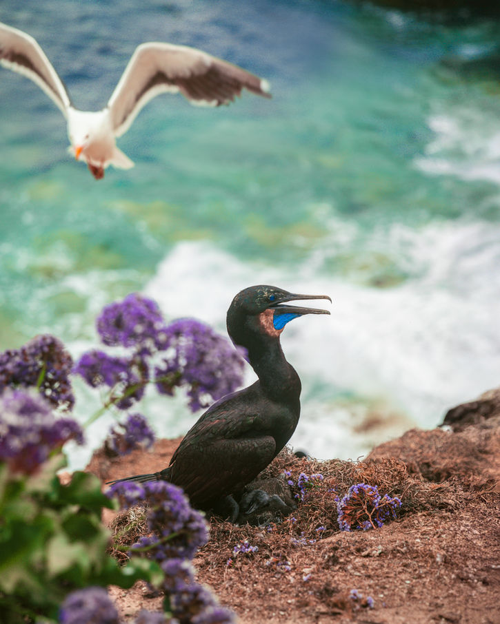 Bird being photobombed by another bird, posed by the ocean