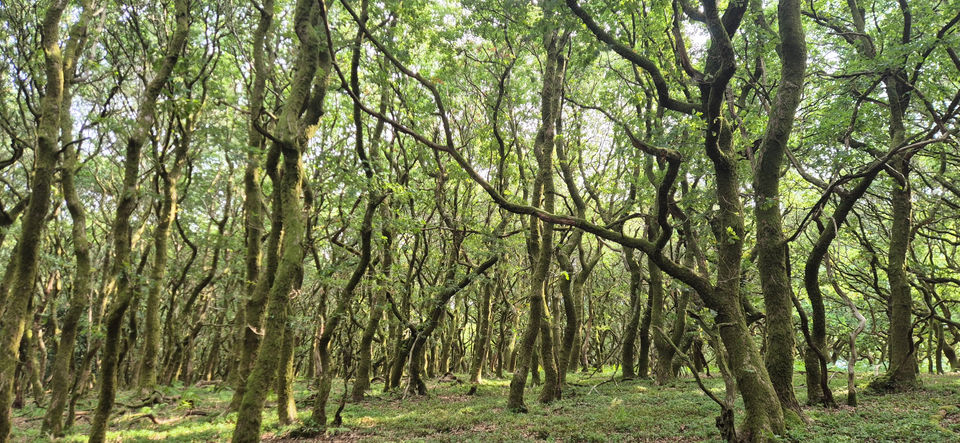 Woodlands