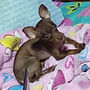 Cristal Compartió con nosotros su testimonio, gracias por confiar en Mamush Pets Tienda online para mascotas