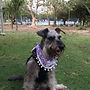 Nuestra clienta Kira nos regaló su hermoso testimonio, gracias por confiar en Mamush Pets Tienda online para mascotas
