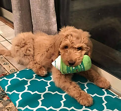 Huckleberry