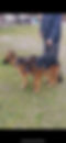puppies parents.jpg