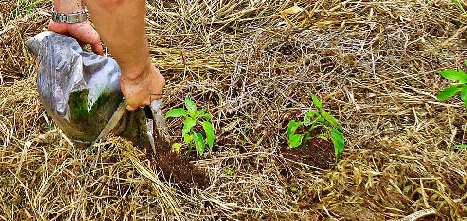 Adubação Horta Agroecológica