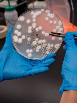 Paradigm Shift in Microbiological Testing: Why the FDA Recommends Adopting Rapid Microbiological Methods (RMM) in Parallel