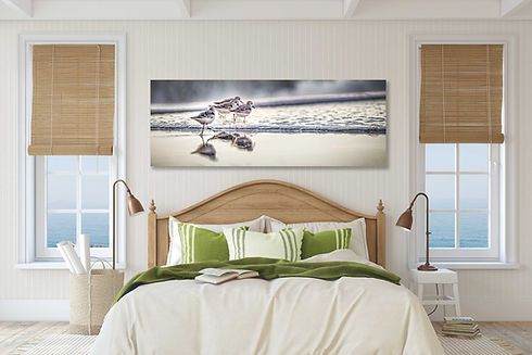 Topsail Island Seabirds near shore.jpg