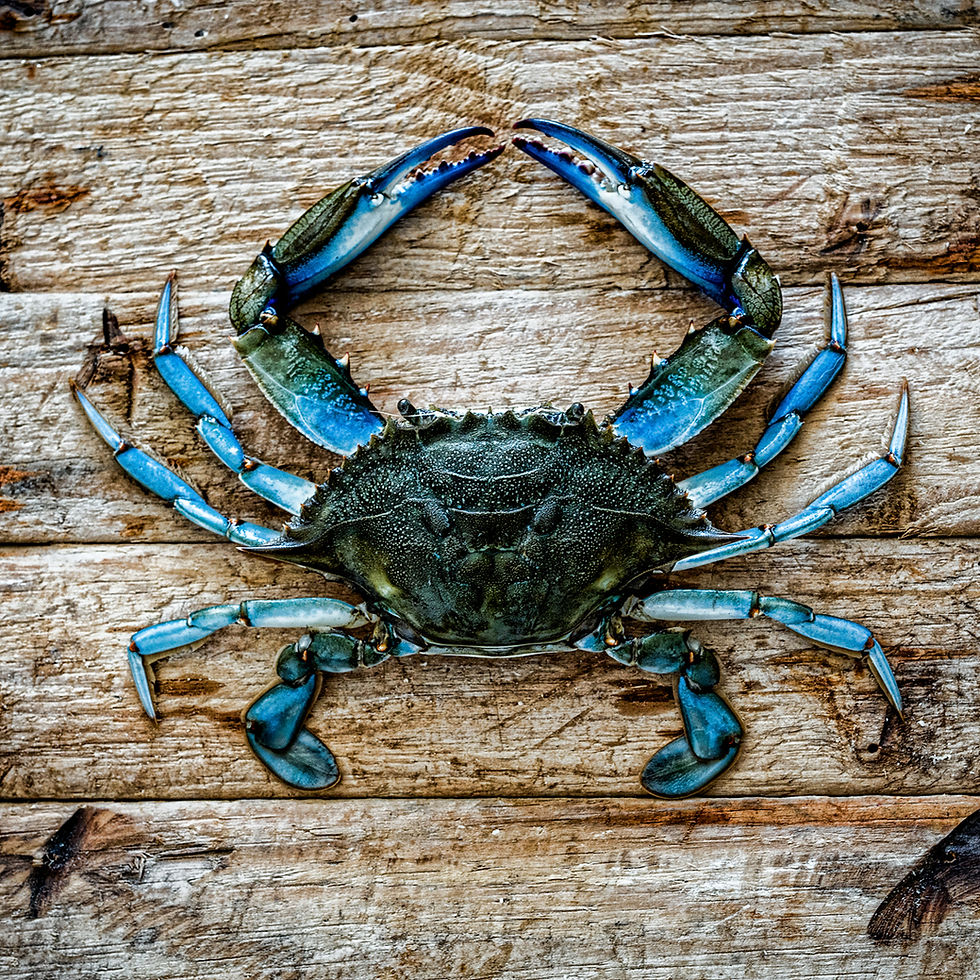 Thumbnail: Cork-back coaster Big Blue Crab on Driftwood