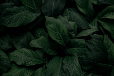balanced-leaves_edited.jpg