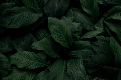 balanced-leaves_edited.jpg