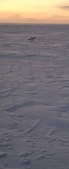 3_12_24 - fox on site_edited.jpg