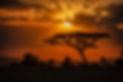 mesmerizing-view-silhouette-tree-savanna-plains-sunset.jpg