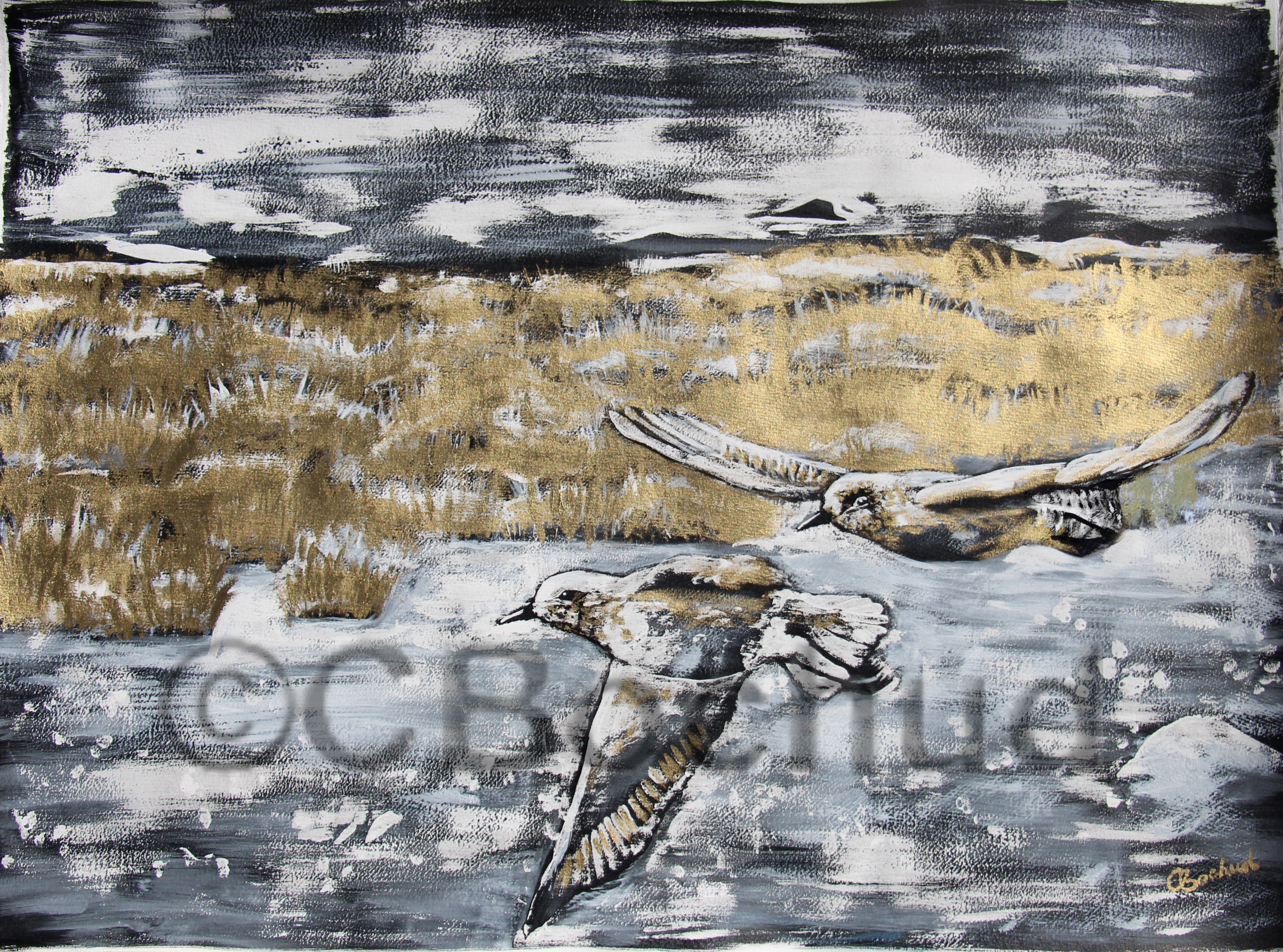 Grey plover- pluviers argentés
