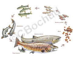 Cycle de vie du saumon, salmon
