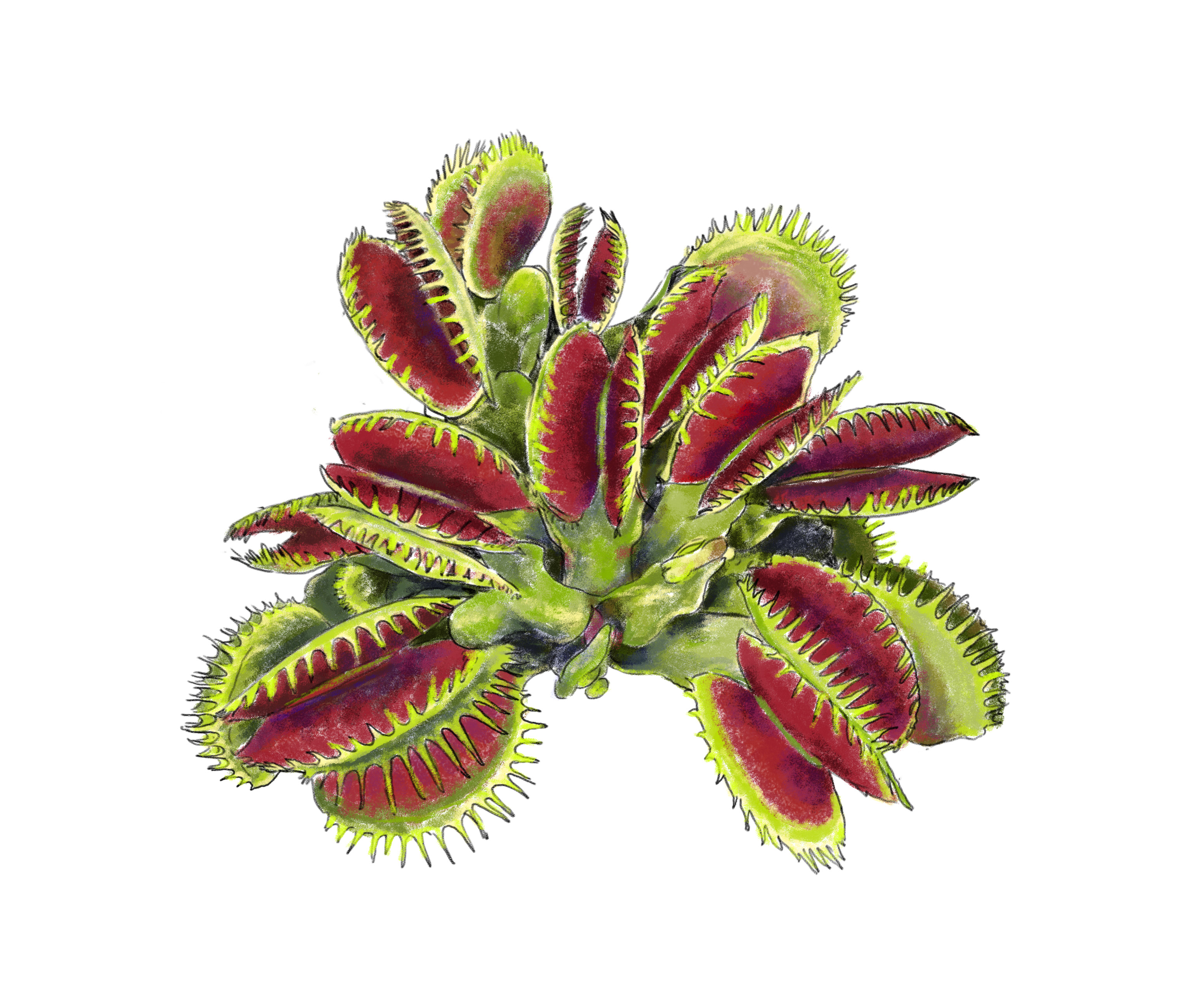 venusflytrap