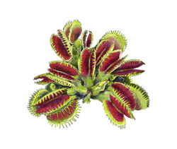 venusflytrap