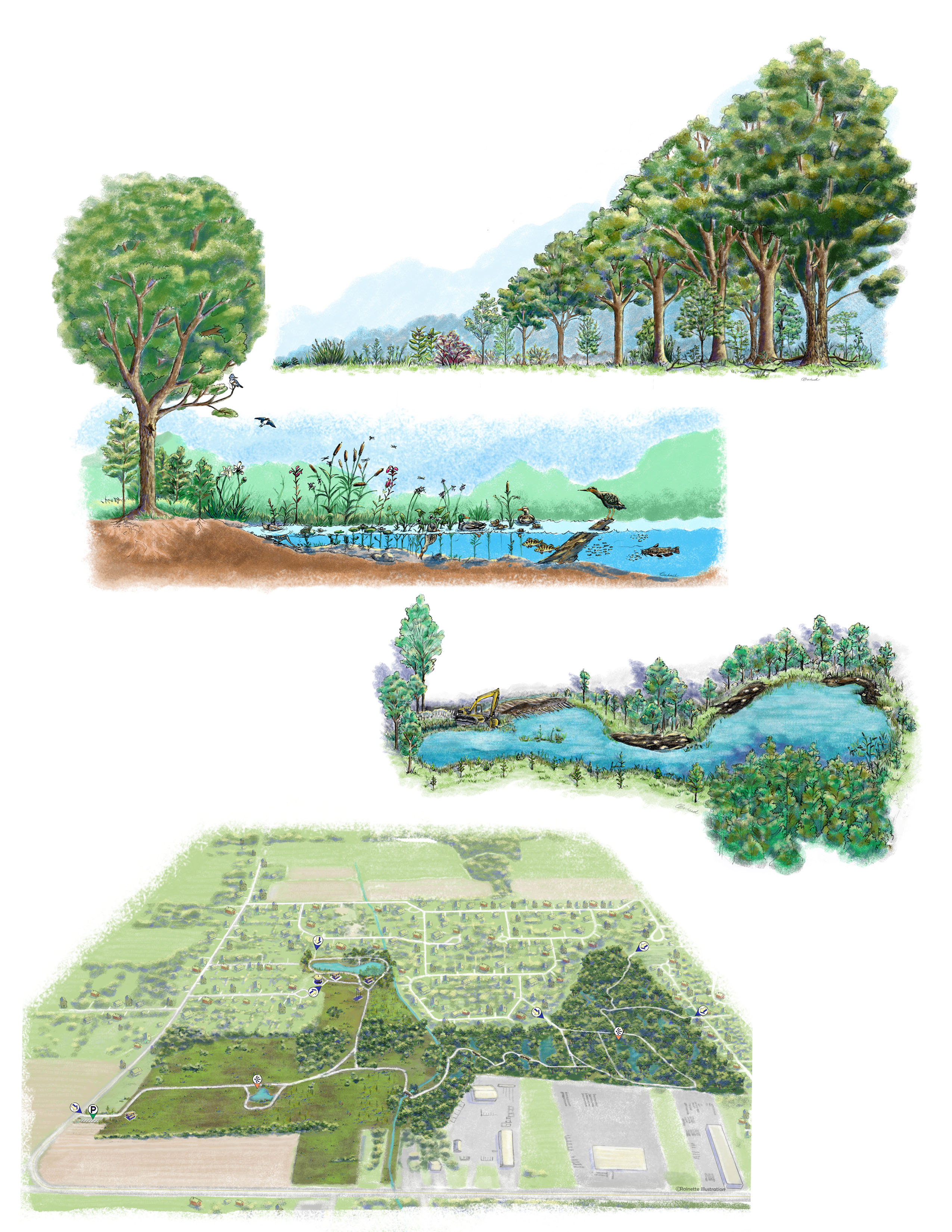 Illustration parc nature