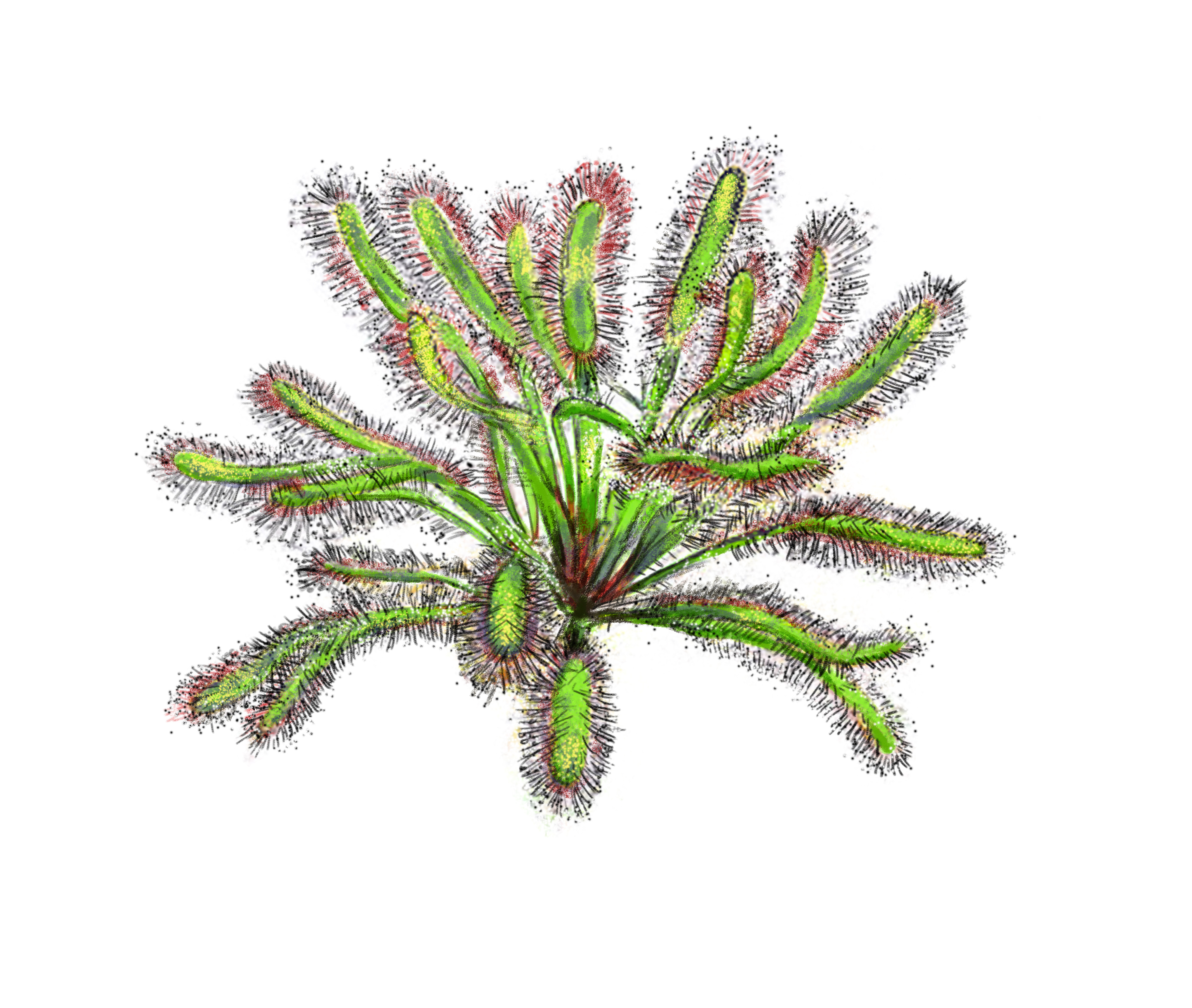 capesundew