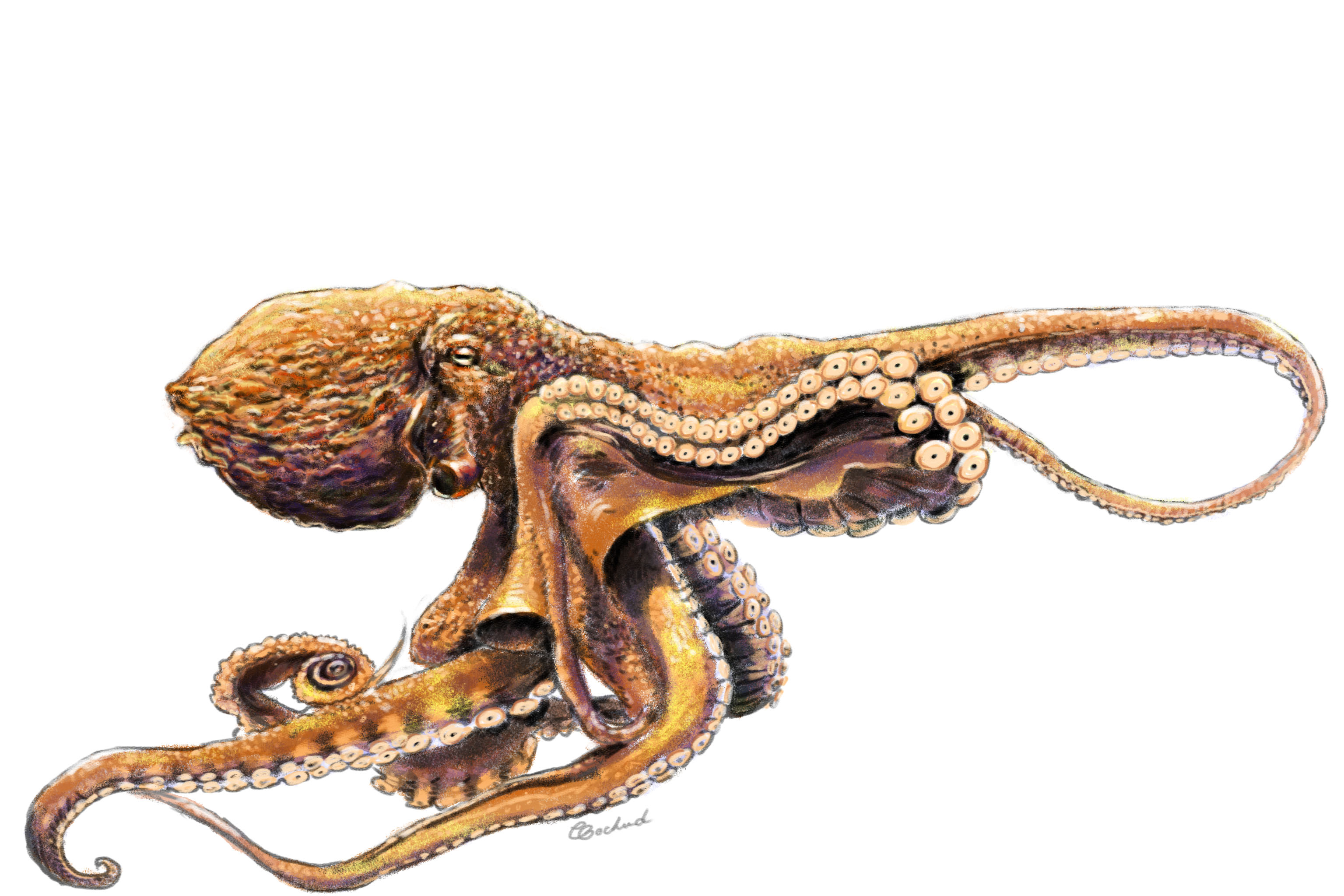 Octopus