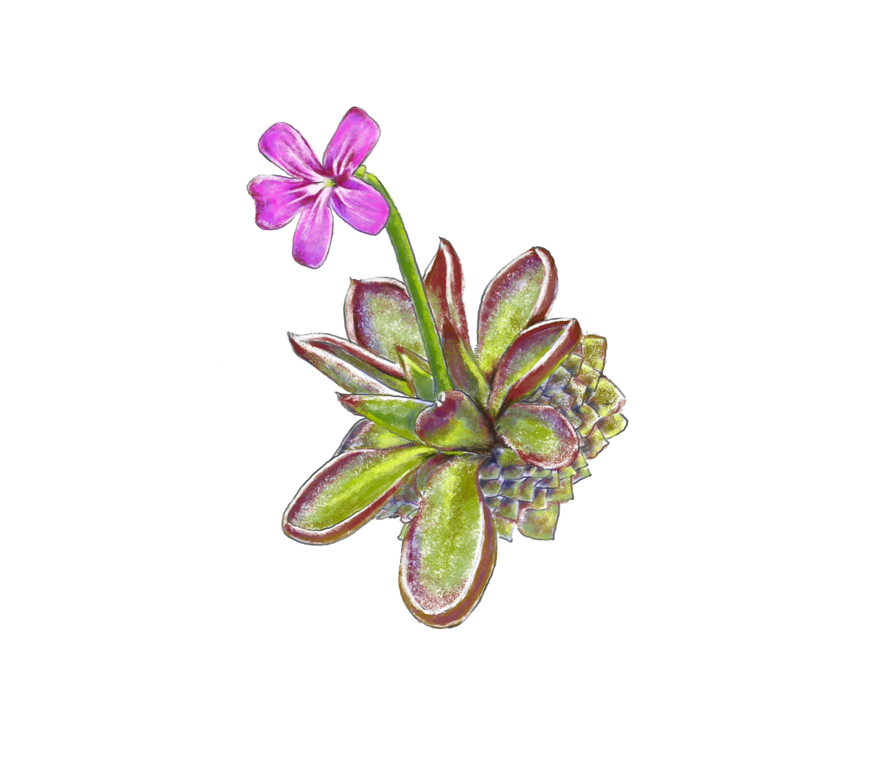 cBochud_Butterwort