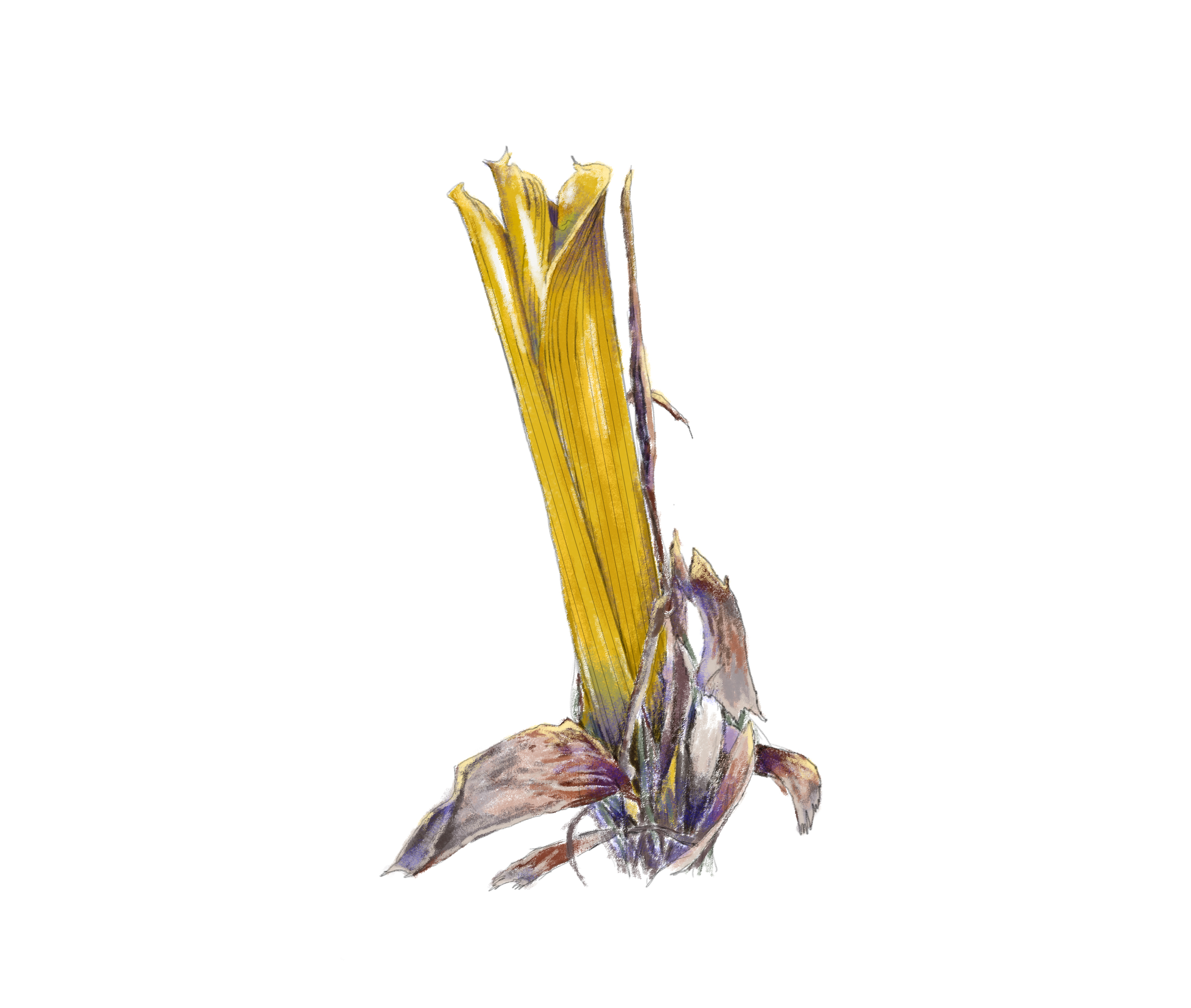 CBochud_carnivorousbromeliad