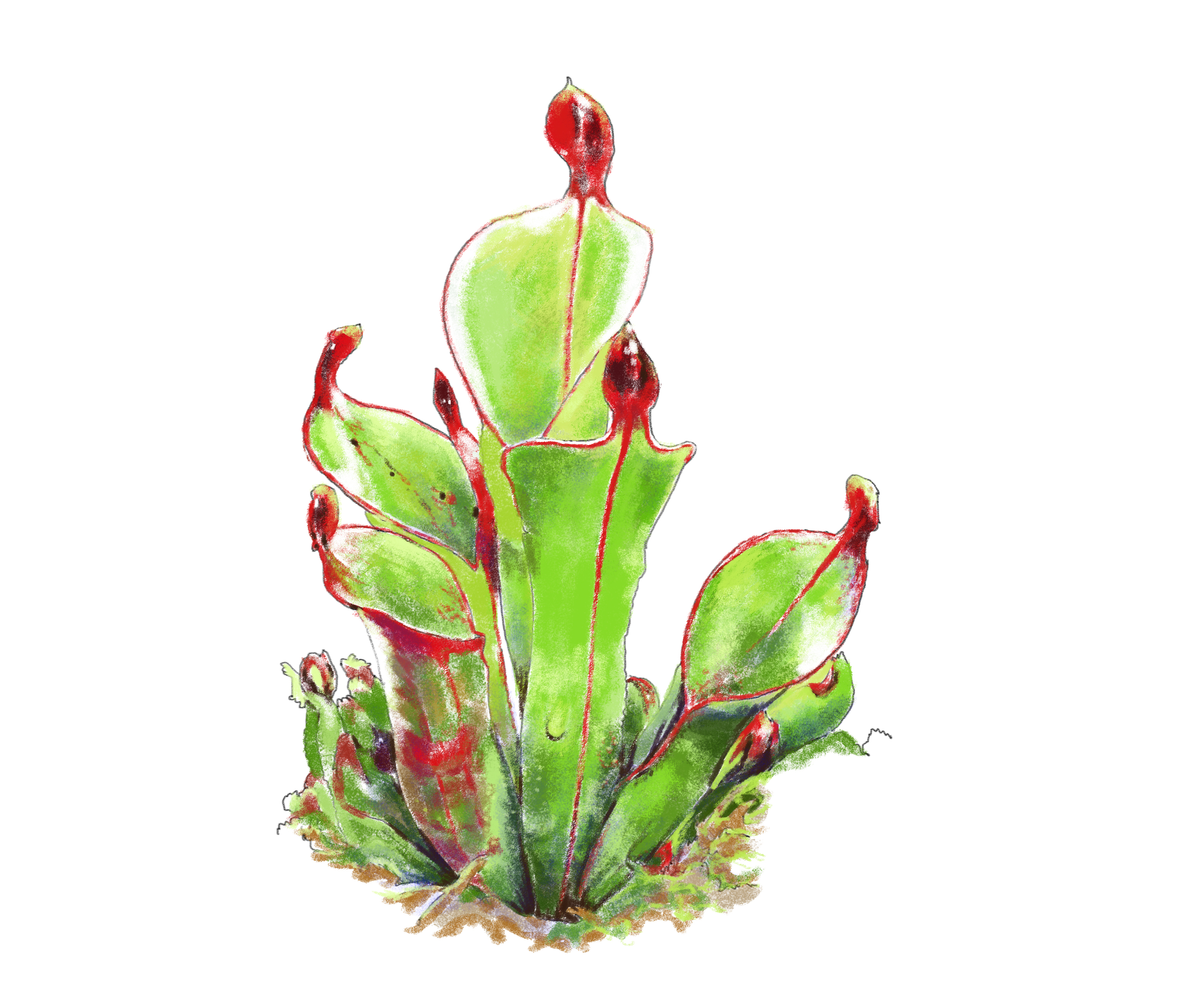 SunPitcher