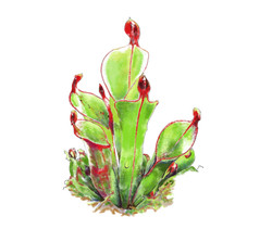 SunPitcher