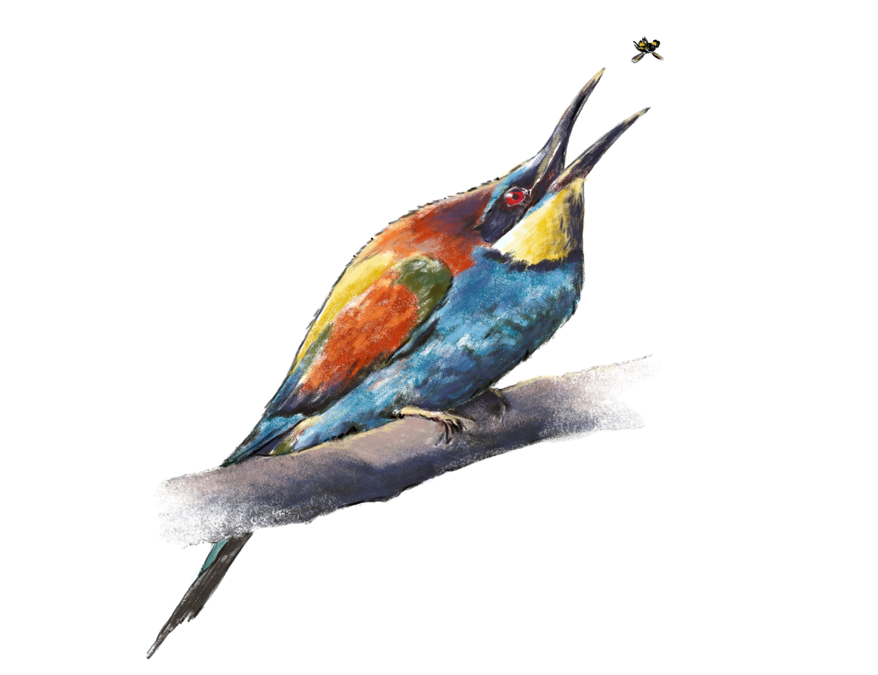 bee eater