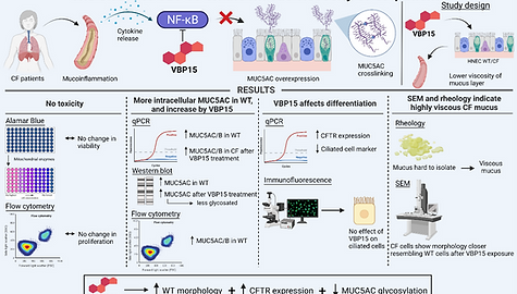Characterizing MUC5AC upregulating and morphology restoring capacity of the synthetic steroid VBP15 in Cystic Fibrosis airway models