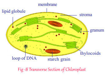 Transverse Section of Chloroplast.jpg