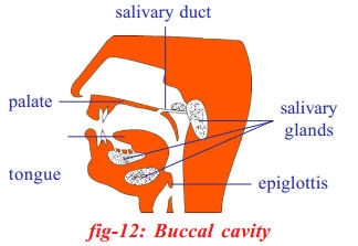 Buccal cavity.jpg