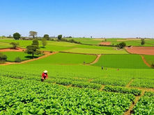 Ethiopia's Booming Agricultural Industry