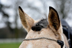 Jour 44 - Concours pluvieux concours heureux