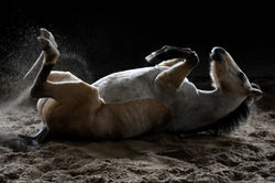 Jour 16 - La souplesse