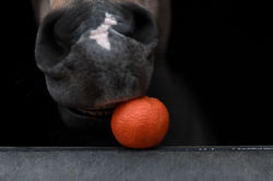 Jour_4_-_Les_clémentines_c'est_la_vie