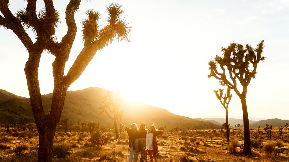 Wide angle view of the Cholla Cactus Garden at sunset