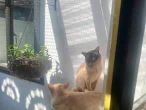 Burmese kittens 2025